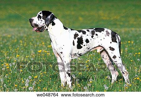 Great Dane View Large Photo Image Picture - Great Dane. Fotosearch