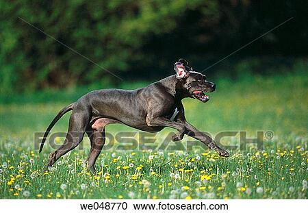 Great Dane View Large Photo Image Stock Image - Great Dane. Fotosearch