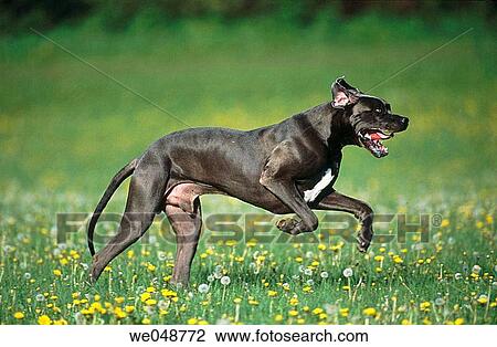 Great Dane View Large Photo Image Stock Image - Great Dane. Fotosearch