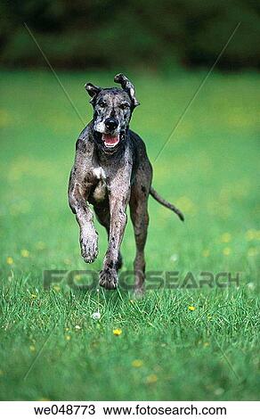 Great Dane View Large Photo Image Stock Image - Great Dane. Fotosearch