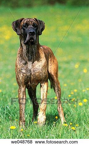 Stock Photo - Great Dane. Fotosearch