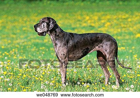 Great Dane View Large Photo Image Stock Photo - Great Dane. Fotosearch