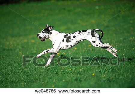 Great Dane View Large Photo Image Stock Photograph - Great Dane. Fotosearch