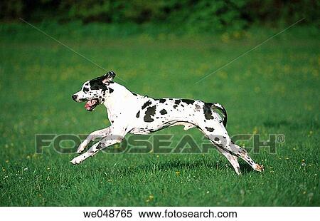 Great Dane View Large Photo Image Stock Photography - Great Dane. Fotosearch