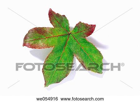 Green and red maple leaf on white View Large Photo Image Stock Photograph - Green and red maple leaf on white. Fotosearch