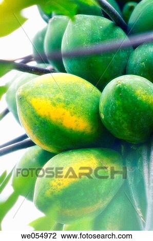Green Papaya. Carica papaya. November 2006. Maryland, USA View Large Photo Image Stock Image - Green Papaya. Carica papaya. November 2006. Maryland, USA. Fotosearch