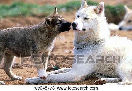 Stock Photo - Greenland Husky. Fotosearch