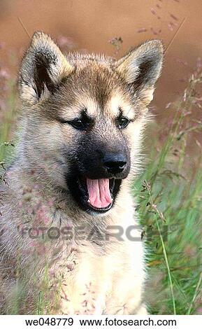Greenland Husky View Large Photo Image Stock Photo - Greenland Husky. Fotosearch