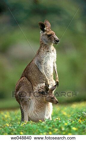 Grey Kangaroo (Macropus giganteus). Victoria, Australia View Large Photo Image Stock Image - Grey Kangaroo (Macropus giganteus). Victoria, Australia. Fotosearch