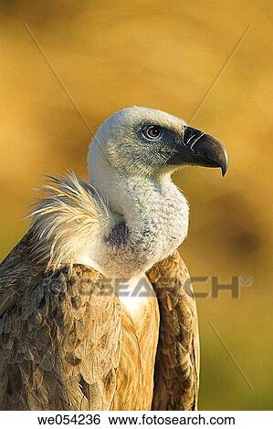 Stock Photograph - Griffon Vulture (Gyps fulvus). Fotosearch