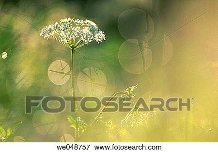 Ground Elder (Aegopodium podagraria). Bavaria, Germany View Large Photo Image Stock Photo - Ground Elder (Aegopodium podagraria). Bavaria, Germany. Fotosearch