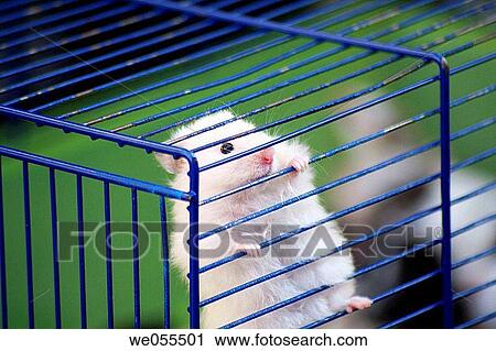 Hamster View Large Photo Image Stock Image - Hamster. Fotosearch