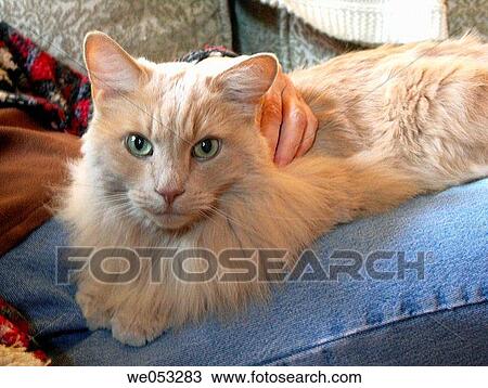 Hand resting on Cat View Large Photo Image Stock Image - Hand resting on Cat. Fotosearch