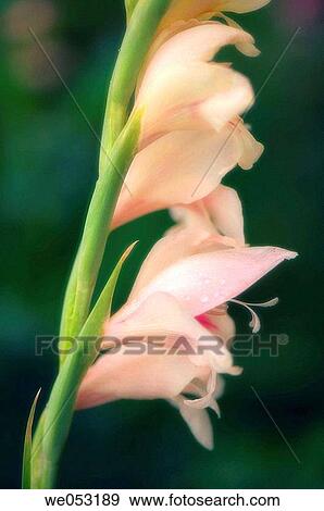 Hardy Gladilous. Gladiolus hybrid. July 2006. Maryland, USA View Large Photo Image Stock Photo - Hardy Gladilous. Gladiolus hybrid. July 2006. Maryland, USA. Fotosearch