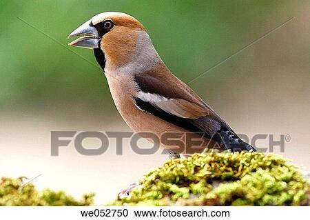 Hawfinch (Coccothraustes coccothraustes) View Large Photo Image Stock Image - Hawfinch (Coccothraustes coccothraustes). Fotosearch
