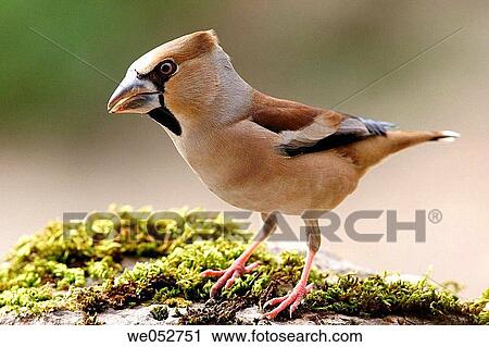Stock Image - Hawfinch (Coccothraustes coccothraustes). Fotosearch