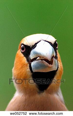 Stock Image - Hawfinch (Coccothraustes coccothraustes). Fotosearch
