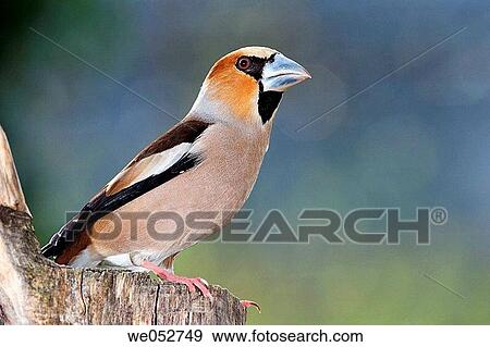 Stock Photo - Hawfinch (Coccothraustes coccothraustes). Fotosearch