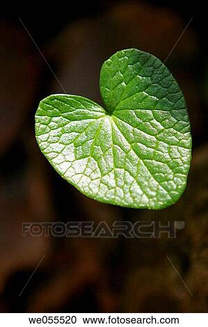 Stock Image - Heart-shaped leaf. Fotosearch