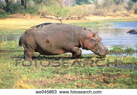 Hippopotamus. Hippopotamus amphibious. Botswana. View Large Photo Image Stock Image - Hippopotamus. Hippopotamus amphibious. Botswana.. Fotosearch
