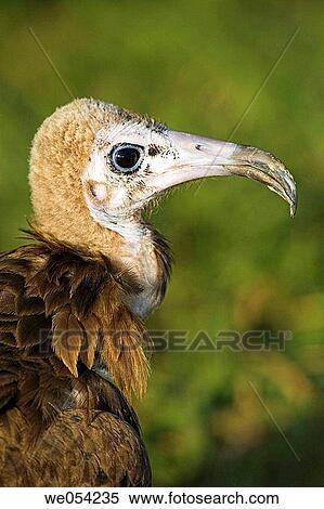 Hooded vulture (Necrosyrtes monachus) View Large Photo Image Stock Photography - Hooded vulture (Necrosyrtes monachus). Fotosearch