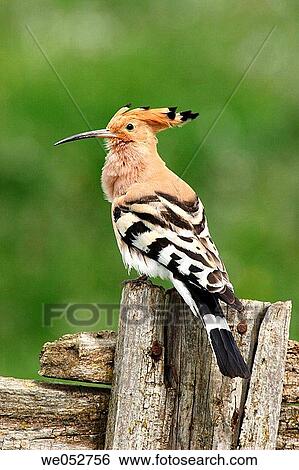 Hoopoe (Upupa epops) View Large Photo Image Stock Photograph - Hoopoe (Upupa epops). Fotosearch