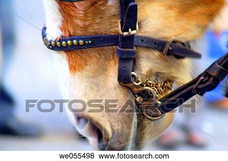 Horse's nose View Large Photo Image Stock Photo - Horse's nose. Fotosearch