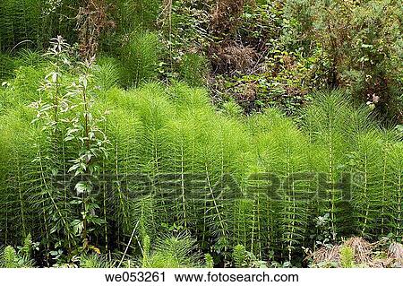 Horsetail (Equisetum telmateia) View Large Photo Image Stock Image - Horsetail (Equisetum telmateia). Fotosearch