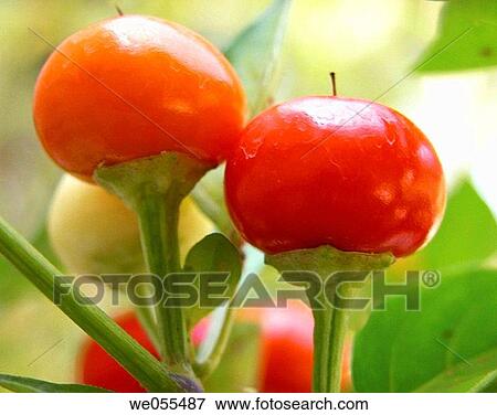 Hot peppers View Large Photo Image Stock Photo - Hot peppers. Fotosearch