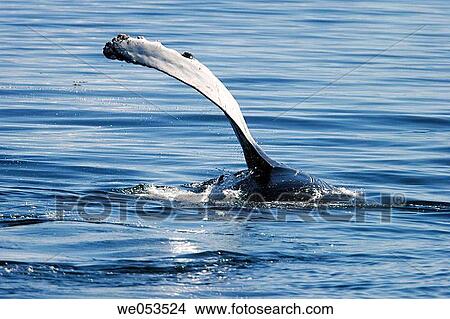 Humpback Whale (Megaptera novaeangliae) calf pec-slapping in Southeast Alaska, USA. Pacific Ocean. View Large Photo Image Picture - Humpback Whale (Megaptera novaeangliae) calf pec-slapping in Southeast Alaska, USA. Pacific Ocean.. Fotosearch