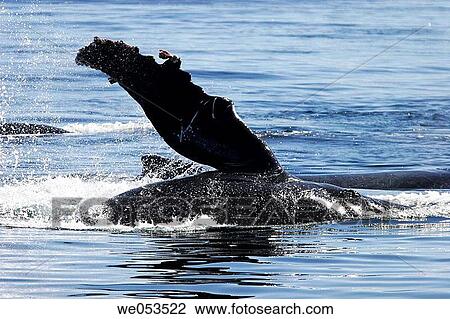 Humpback Whale (Megaptera novaeangliae) calf pec-slapping amongst adult humpback whales (including its mom) in Southeast Alaska, USA. Pacific Ocean. View Large Photo Image Stock Image - Humpback Whale (Megaptera novaeangliae) calf pec-slapping amongst adult humpback whales (including its mom) in Southeast Alaska, USA. Pacific Ocean.. Fotosearch