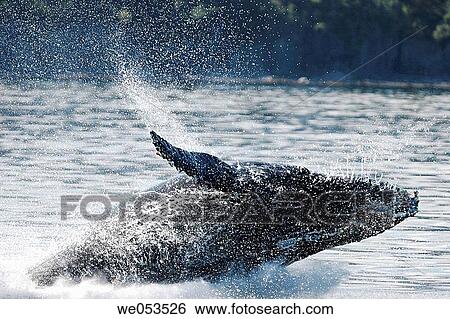 Humpback Whale (Megaptera novaeangliae) calf breaching in Southeast Alaska, USA. Pacific Ocean. View Large Photo Image Stock Photograph - Humpback Whale (Megaptera novaeangliae) calf breaching in Southeast Alaska, USA. Pacific Ocean.. Fotosearch