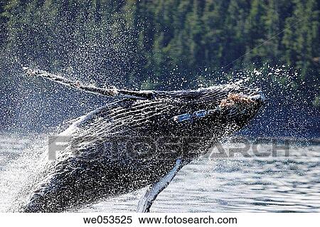 Humpback Whale (Megaptera novaeangliae) calf breaching in Southeast Alaska, USA. Pacific Ocean. View Large Photo Image Stock Photography - Humpback Whale (Megaptera novaeangliae) calf breaching in Southeast Alaska, USA. Pacific Ocean.. Fotosearch