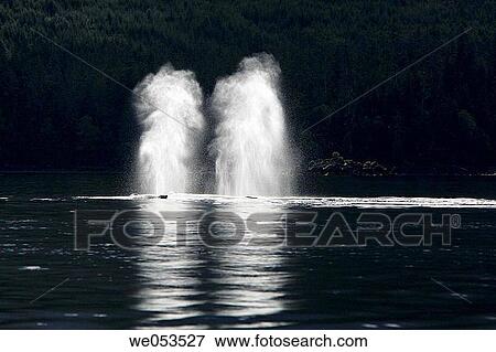 Humpback Whales (Megaptera novaeangliae) surfacing (note blow height) in Hobart Bay, Southeast Alaska, USA. Pacific Ocean. View Large Photo Image Stock Photo - Humpback Whales (Megaptera novaeangliae) surfacing (note blow height) in Hobart Bay, Southeast Alaska, USA. Pacific Ocean.. Fotosearch