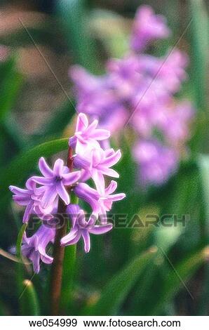 Hyacinths. Hyacinthus orientalis hybrid. March 2006. Maryland, USA View Large Photo Image Stock Photo - Hyacinths. Hyacinthus orientalis hybrid. March 2006. Maryland, USA. Fotosearch
