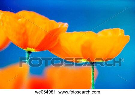 Stock Image - Icelandic poppy, Iceland Poppy. Papaver nudicaule. April 2006. Maryland, USA. Fotosearch