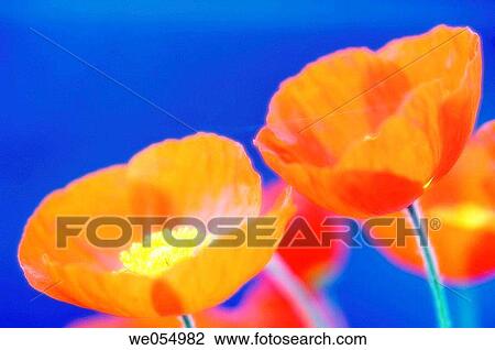 Icelandic poppy, Iceland Poppy. Papaver nudicaule. April 2006. Maryland, USA View Large Photo Image Stock Image - Icelandic poppy, Iceland Poppy. Papaver nudicaule. April 2006. Maryland, USA. Fotosearch