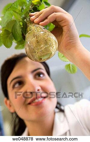 Inasmet-Tecnalia Foundation, Technology and Research Centre, San Sebastian Technological Park, Basque Country. Hydroponic crops, organic chemistry lab View Large Photo Image Stock Photo - Inasmet-Tecnalia Foundation, Technology and Research Centre, San Sebastian Technological Park, Basque Country. Hydroponic crops, organic chemistry lab. Fotosearch