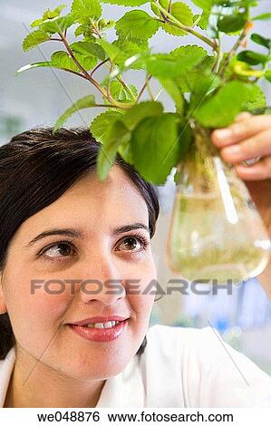 Inasmet-Tecnalia Foundation, Technology and Research Centre, San Sebastian Technological Park, Basque Country. Hydroponic crops, organic chemistry lab View Large Photo Image Stock Photograph - Inasmet-Tecnalia Foundation, Technology and Research Centre, San Sebastian Technological Park, Basque Country. Hydroponic crops, organic chemistry lab. Fotosearch