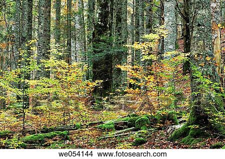 Irati forest. Navarra, Spain View Large Photo Image Picture - Irati forest. Navarra, Spain. Fotosearch