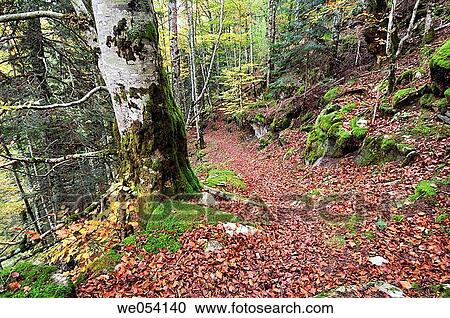 Irati forest. Navarra, Spain View Large Photo Image Stock Image - Irati forest. Navarra, Spain. Fotosearch