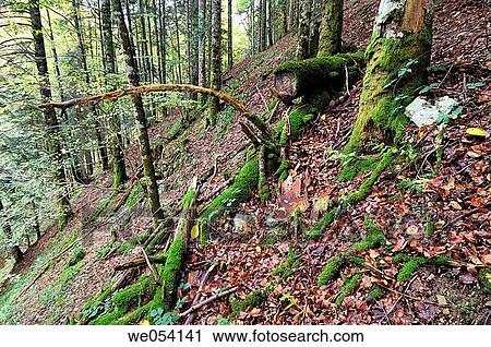 Irati forest. Navarra, Spain View Large Photo Image Stock Image - Irati forest. Navarra, Spain. Fotosearch