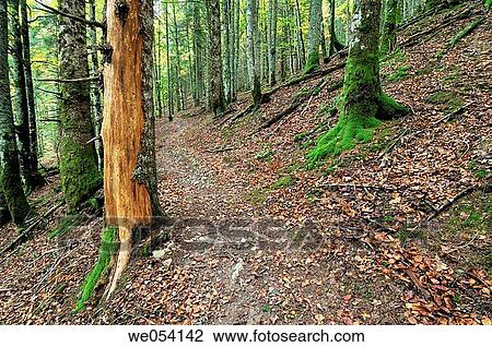 Irati forest. Navarra, Spain View Large Photo Image Stock Image - Irati forest. Navarra, Spain. Fotosearch