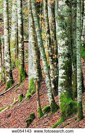 Irati forest. Navarra, Spain View Large Photo Image Stock Image - Irati forest. Navarra, Spain. Fotosearch