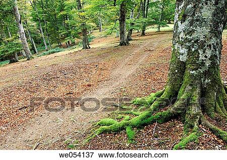 Irati forest. Navarra, Spain View Large Photo Image Stock Photo - Irati forest. Navarra, Spain. Fotosearch