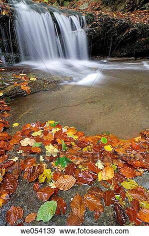 Irati forest. Navarra, Spain View Large Photo Image Stock Photo - Irati forest. Navarra, Spain. Fotosearch