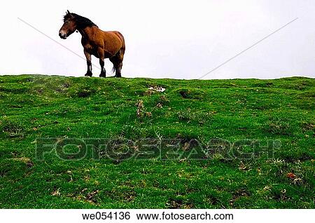 Irati forest. Navarra, Spain View Large Photo Image Stock Photograph - Irati forest. Navarra, Spain. Fotosearch