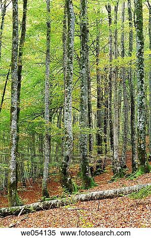 Irati forest. Navarra, Spain View Large Photo Image Stock Photography - Irati forest. Navarra, Spain. Fotosearch