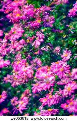 Japanese Anemone Pattern. Anemone hupehensis. October 2006. Maryland, USA View Large Photo Image Stock Photo - Japanese Anemone Pattern. Anemone hupehensis. October 2006. Maryland, USA. Fotosearch