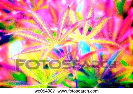 Japanese Maple. Acer palmatum. April 2004. Maryland, USA View Large Photo Image Stock Photo - Japanese Maple. Acer palmatum. April 2004. Maryland, USA. Fotosearch